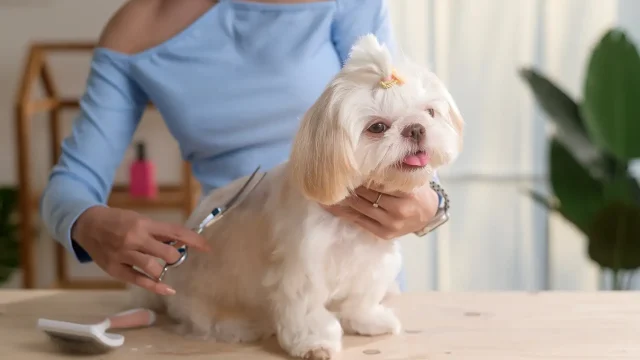 Pets and Pet Care